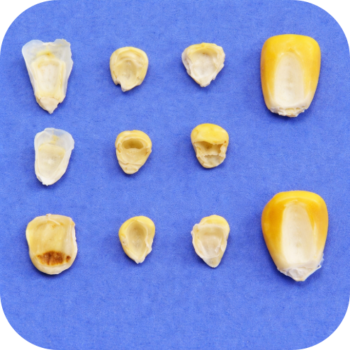 Grãos chochos ou imaturos