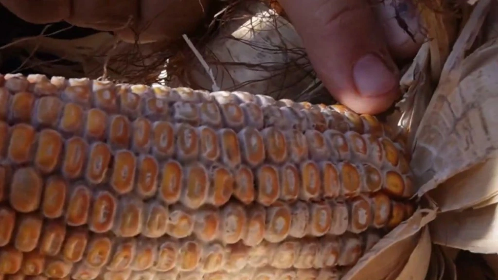 Espiga de milho safrinha comercial aberta no campo, com micélio branco a rosa-salmão entre os grãos, associado à podridão causada por Waitea zeae.